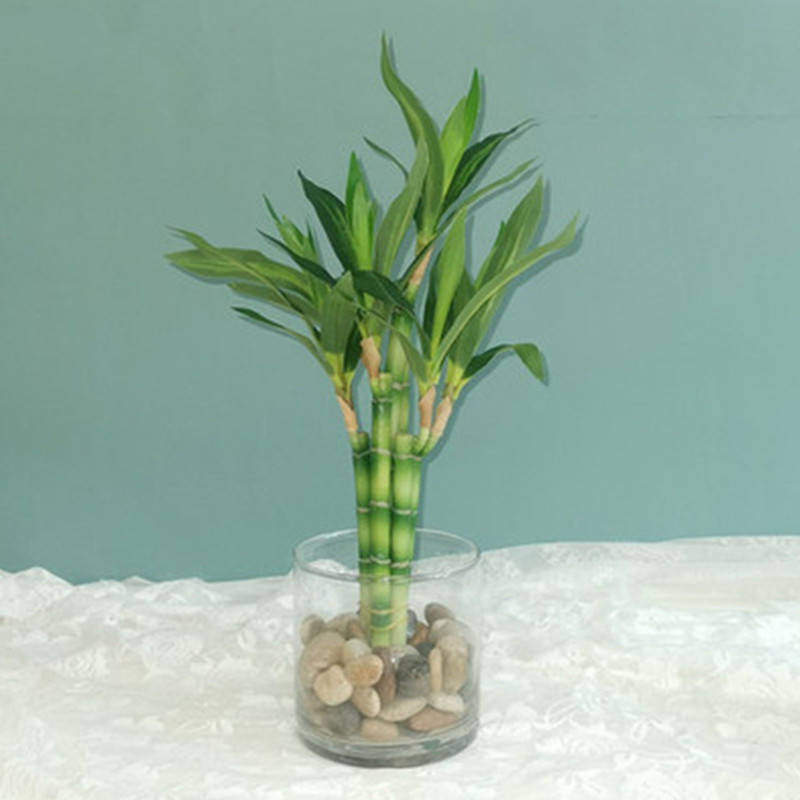 새로운 40cm rFtificial 행운의 대나무 즙이 - Aquarium Marine Fish 리뷰 및 가격